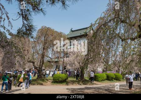 Burg und Gärten von Hirosaki während des Kirschblütenfestes 2024 Stockfoto