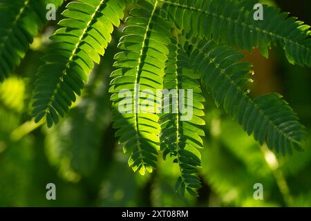 Eine Nahaufnahme mehrerer grüner, gefiederter Blätter, möglicherweise von einem Farn oder einer palmenartigen Pflanze. Die Blätter sind zart und kompliziert. Stockfoto