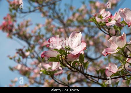 Burg und Gärten von Hirosaki während des Kirschblütenfestes 2024 Stockfoto