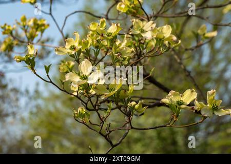 Gelb blühender Dogwood im Hirosaki Castle und in den Gärten während des Cherry Blossom Festival 2024 Stockfoto