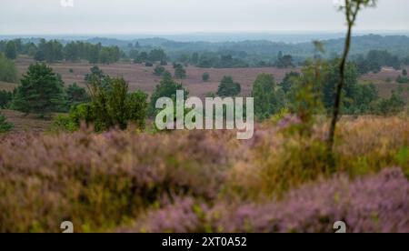 Oberhaverbeck, Deutschland. August 2024. Blick auf die Heide vom Wilseder Berg. Schön für Touristen, Sorge um die Natur: Die Heide blüht früher als je zuvor. Quelle: Philipp Schulze/dpa/Alamy Live News Stockfoto