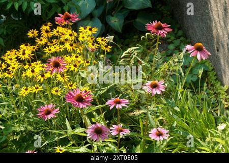 Purpurblumen (Echinacea-Blüten) und Braunäugige Susans (Rudbeckia hirta-Blüten) im Sommer blühend im Sommer Stockfoto