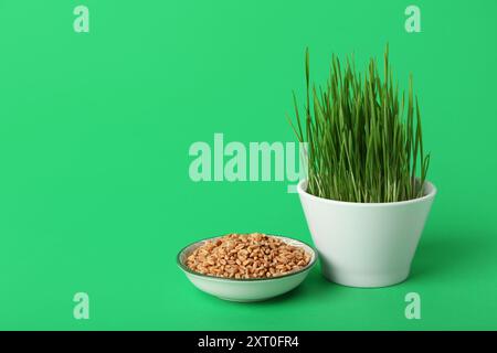 Frisches Weizengras in der Schüssel auf grünem Hintergrund Stockfoto
