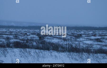 Karibusherde an einem nebeligen Winternachmittag in der Nähe von Delta Junction, Alaska. Stockfoto