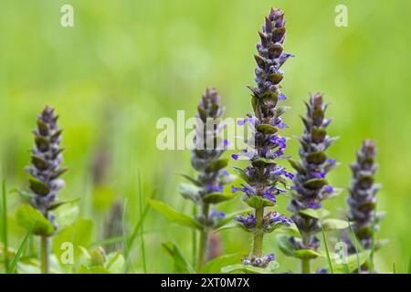 Blaue Bugelblüten (St. Lawrence Pflanze) wachsen auf einer Wiese zwischen grünem Gras. Nahaufnahme. Stockfoto