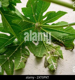 Gruppe von Mehlkäfern (Icerya aegyptiaca). Auf der Unterseite eines Blattes eines weiblichen Papaya-Baumes (Carica Papaya), fotografiert im Juli in Israel Stockfoto