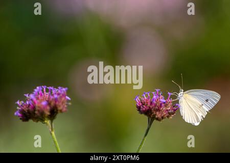 Nahaufnahme eines Kohl-Schmetterlings (pieris rapae), der auf einem blühenden Eisenkraut sitzt und sich ernährt (Verbena officialis) Stockfoto