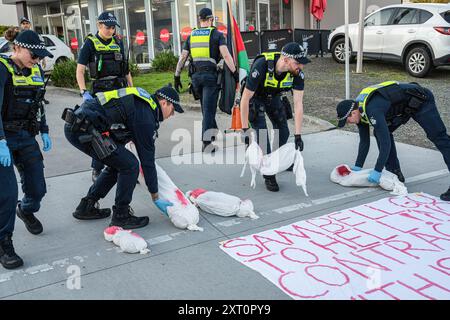 Melbourne, Australien. August 2024. Die Polizei hat gesehen, wie die falschen Leichen und die Flagge während der Demonstration aus der Fahrbahn bewegt wurden. Pro-Palästina-Demonstranten versammelten sich zu einer Demonstration vor Einem W. Bell in Dandenong South Melbourne, ein Unternehmen, das Teile für Israel herstellt. Die Demonstration dauerte fast 5 Stunden, sie endete, nachdem sie auf Anweisung der Polizei einen Zug erhielten und in der Unterzahl waren. Die Arbeiter von A.W.Bell konnten ihre Schicht beginnen, als die Polizei eine Barriere gegen die Demonstranten schuf. Quelle: SOPA Images Limited/Alamy Live News Stockfoto