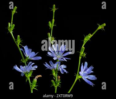 Drei Zichoriensprossen auf schwarzem Hintergrund. Mehrere blaue Blumen blühten auf ihnen. Nahaufnahme. Stockfoto