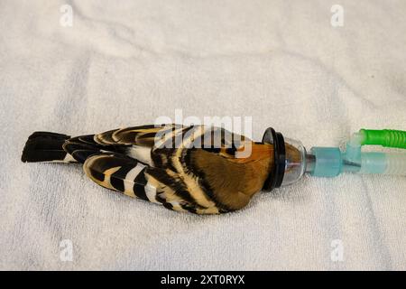 Der Tierarzt operiert und setzt einen gebrochenen Femur in das Bein eines eurasischen Wiedehns (Upupa epops) Stockfoto
