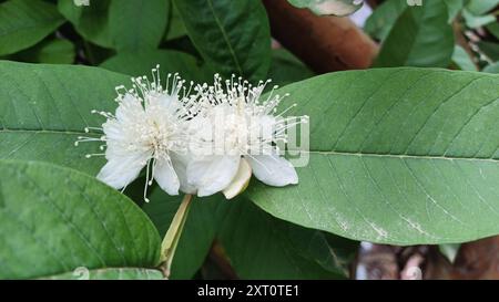 Blütenguave Obstbaum. Nahaufnahme, selektiver Fokus auf weiße Blumen. Stockfoto