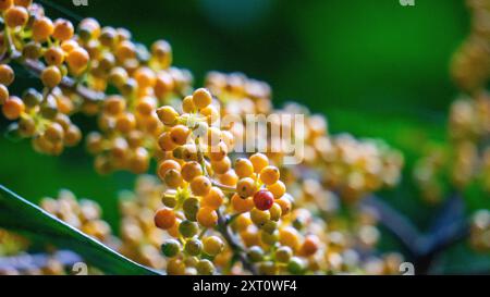 Heptapleurum arboricola (Schefflera arboricola, Zwergschirmbaum, Ezhang-Tang, Gänsesohlenrebe, Schefflera arboricolum). Die Früchte sind ungenießbar Stockfoto