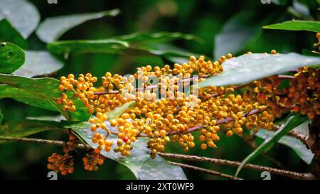 Heptapleurum arboricola (Schefflera arboricola, Zwergschirmbaum, Ezhang-Tang, Gänsesohlenrebe, Schefflera arboricolum). Die Früchte sind ungenießbar Stockfoto