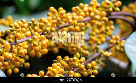 Heptapleurum arboricola (Schefflera arboricola, Zwergschirmbaum, Ezhang-Tang, Gänsesohlenrebe, Schefflera arboricolum). Die Früchte sind ungenießbar Stockfoto