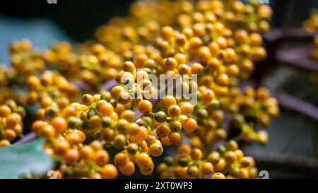 Heptapleurum arboricola (Schefflera arboricola, Zwergschirmbaum, Ezhang-Tang, Gänsesohlenrebe, Schefflera arboricolum). Die Früchte sind ungenießbar Stockfoto