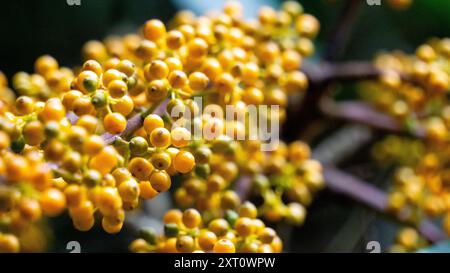Heptapleurum arboricola (Schefflera arboricola, Zwergschirmbaum, Ezhang-Tang, Gänsesohlenrebe, Schefflera arboricolum). Die Früchte sind ungenießbar Stockfoto