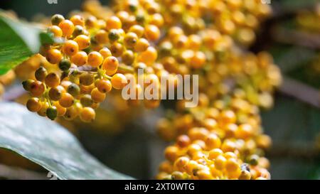 Heptapleurum arboricola (Schefflera arboricola, Zwergschirmbaum, Ezhang-Tang, Gänsesohlenrebe, Schefflera arboricolum). Die Früchte sind ungenießbar Stockfoto