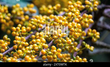 Heptapleurum arboricola (Schefflera arboricola, Zwergschirmbaum, Ezhang-Tang, Gänsesohlenrebe, Schefflera arboricolum). Die Früchte sind ungenießbar Stockfoto