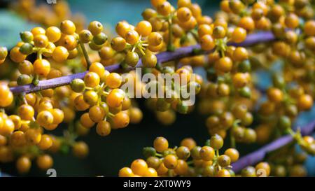 Heptapleurum arboricola (Schefflera arboricola, Zwergschirmbaum, Ezhang-Tang, Gänsesohlenrebe, Schefflera arboricolum). Die Früchte sind ungenießbar Stockfoto