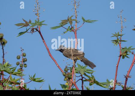 Weißbrille (Pycnonotus xanthopygos) بلبل أصفر العجز auf einem Zweig, der in Israel fotografiert wurde Stockfoto