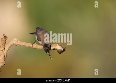 Die Weißbrille Bulbul (Pycnonotus xanthopygos) بلبل أصفر العجز trinkt einen Tropfen Wasser aus einem in Israel fotografierten Zweig Stockfoto