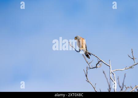 Männlicher Falco naumanni, der auf einem Ast thront Stockfoto