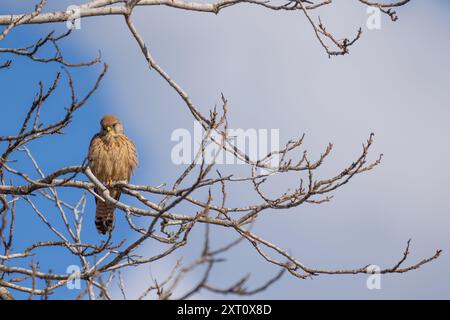 Falco naumanni (weiblicher Falco naumanni), der auf einem Ast thront Stockfoto