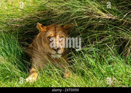 Löwin, die in der Savanne nach Beute sucht Stockfoto