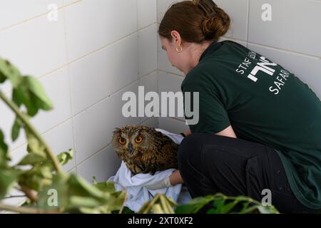 Pflegekräfte sind zwangsfüttert einen verwaisten jungen eurasischen Uhu Bubo Bubo Bubo Bubo, fotografiert im israelischen Wildlife Hospital, Ramat Gan, Israel بوهة أ Stockfoto