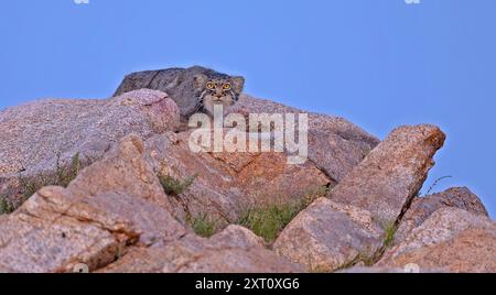 Pallas Katze (Otocolobus manul) außerhalb des Dorfes, Mongolei, Juli Stockfoto