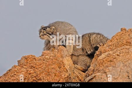 Pallas Katze (Otocolobus manul) außerhalb des Dorfes, Mongolei, Juli Stockfoto