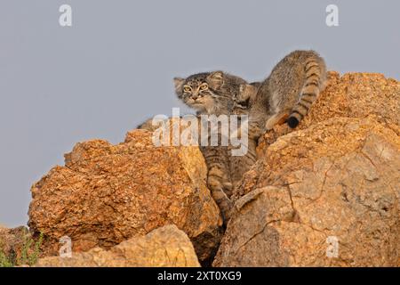 Pallas Katze (Otocolobus manul) außerhalb des Dorfes, Mongolei, Juli Stockfoto