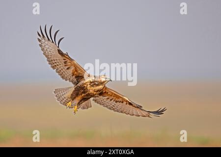 Buteo hemilasius (Buteo hemilasius) ist eine Raubvogelart aus der Familie der Accipitridae. Fotografiert in der Mongolei im Juli Stockfoto