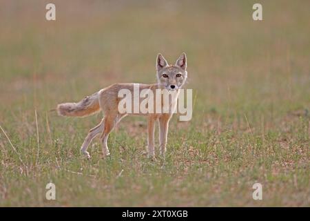 Corsac (Vulpes corsac), auch bekannt als Corsac, ist ein mittelgroßer Fuchs, der in Steppen, Halbwüsten und Wüsten in Zentralasien (Photograp) gefunden wird Stockfoto