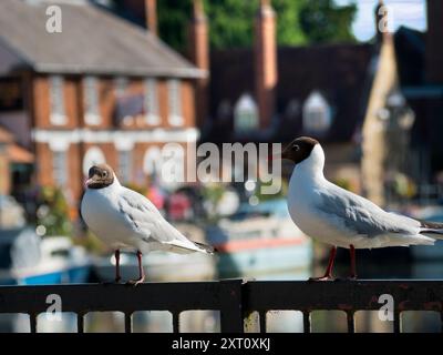 Saint Helen's Wharf ist ein bekannter Schönheitsort an der Themse, direkt oberhalb der mittelalterlichen Brücke bei Abingdon-on-Thames. Die Anlegestelle war jahrhundertelang eine wichtige Transport- und Schifffahrtsverbindung auf der Themse und zwischen den Kanälen von Oxford und den Midlands. Diesen hoch stehenden Möwen ist es egal. Sie sind nur erfrischend. Stockfoto