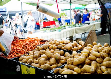 Frisch geerntete Bio-Karotten und Yukon Gold Kartoffeln mit Hintergrund des Trout Lake Farmer's Market in British Columbia Stockfoto