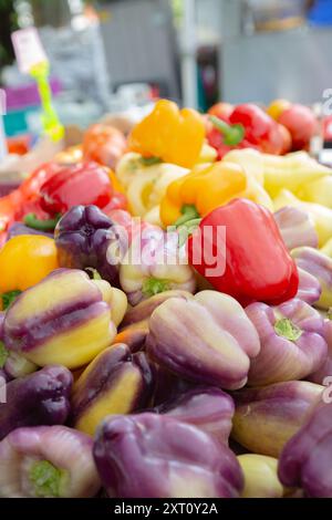 Mischung aus frisch geernteten roten und gelben Paprika aus biologischem Anbau auf dem Trout Lake Farmer's Market in British Columbia Stockfoto