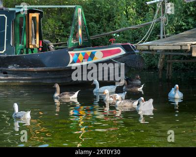 Abingdon behauptet, die älteste Stadt Englands zu sein. Und die Themse verläuft durch das Herz. Hier sehen wir ein farbenfrohes Hausboot, das am Fluss vertäut ist, gerade Abingdons mittelalterliche Brücke. Und ein Gänsehaufen, der vorbeischwimmt. Stockfoto