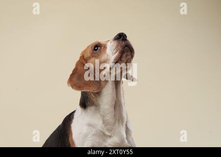 Ein Beagle blickt mit konzentrierter Aufmerksamkeit auf einen weichen beigefarbenen Hintergrund. Die großen Ohren und die ausdrucksstarken Augen verleihen ihm einen neugierigen Blick Stockfoto