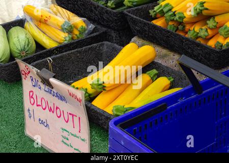 Frisch geerntete grüne und gelbe Zucchini-Kartoffeln aus biologischem Anbau auf dem Trout Lake Farmer's Market in British Columbia Stockfoto