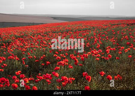 Mohnfelder im Süden zwischen Woodingdean und Rottingdean Brighton im Osten Sussex im Südosten Englands Großbritannien Stockfoto