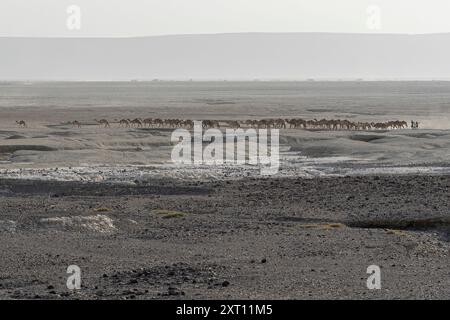 Salz Wohnwagen in Dschibuti, gehen von Lake Assal, äthiopische Berge, Dschibuti, Afrika Stockfoto