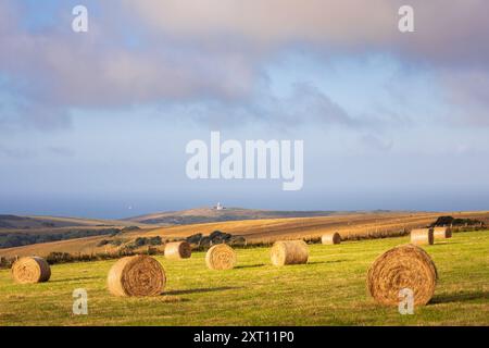 August Heuballen auf Warren Hill mit dem Leuchtturm Belle Tout im Hintergrund im Süden des östlichen Sussex im Südosten Englands Großbritannien Stockfoto