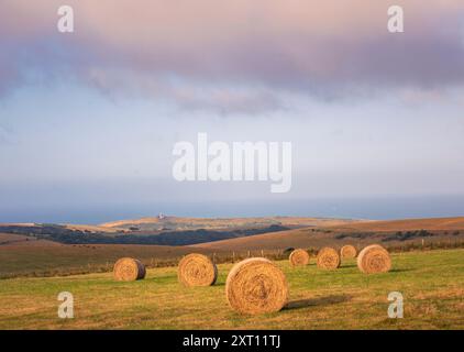 August Heuballen auf Warren Hill mit dem Leuchtturm Belle Tout im Hintergrund im Süden des östlichen Sussex im Südosten Englands Großbritannien Stockfoto