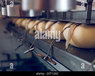 Mahon-Menorca-Käse reift, hängt an Seilen in einer Milchproduktionslinie und zeigt die traditionelle Käseherstellung Stockfoto