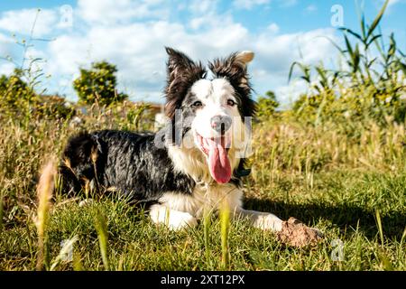 Ein fröhlicher schwarz-weißer Border Collie, der in einem sonnigen Park liegt und sein verspieltes Verhalten zwischen lebendigen Wildblumen und üppigem grünem Gras zeigt Stockfoto