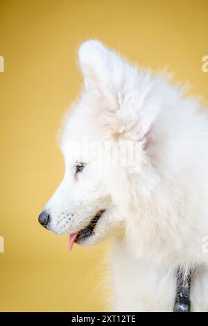 Ein wunderschöner Profilblick auf einen flauschigen weißen Samoyhund mit seiner luxuriösen Mähne und scharfen Augen vor einem lebhaften gelben Hintergrund Stockfoto