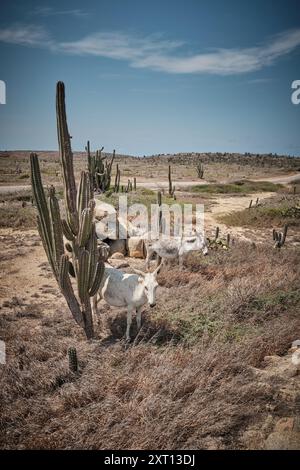 Wilde Esel in der Nähe von Kaktuspflanzen, die an sonnigen Sommertagen auf einer grasbewachsenen Wiese unter blauem Himmel in der Wüste Aruba wachsen Stockfoto