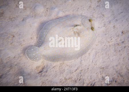 Blick von oben auf während farbige Pfauenflunder Fischspezies mit blauen Flecken Schwanz und mit Augen, die auf dem Sandboden des Ozeans in den flachen Gewässern von Aruba schwimmen Stockfoto