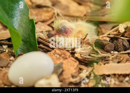 Hoher Winkel der tagelalten Babytaube mit gelbem Haar und geschlossenen Augen beim Schlafen auf Felsoberfläche zusammen mit Ei bei sonnigem Tageslicht in Aruba Wüste M Stockfoto